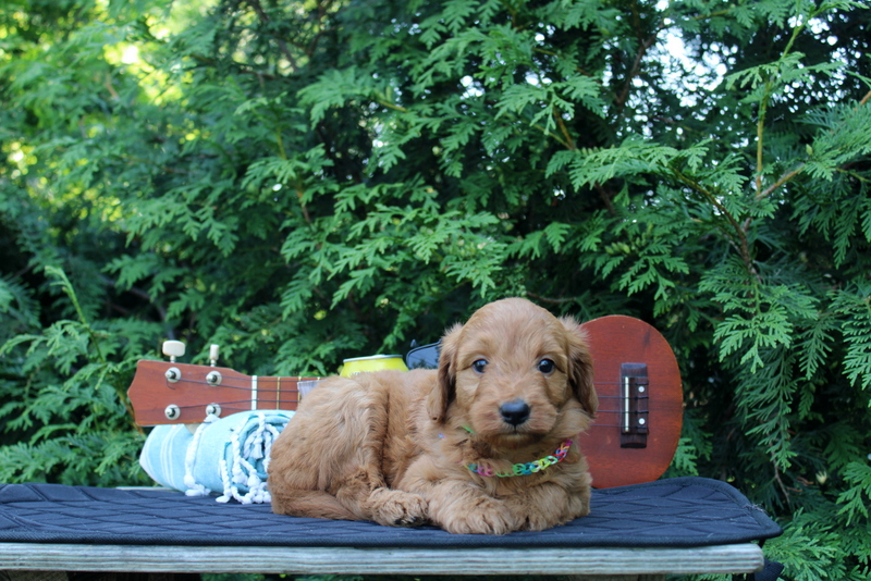 puppy, for, sale, Mini  Goldendoodle, Matthew B. Stoltzfus, dog, breeder, Gap, PA, dog-breeder, puppy-for-sale, forsale, nearby, find, puppyfind, locator, puppylocator, aca